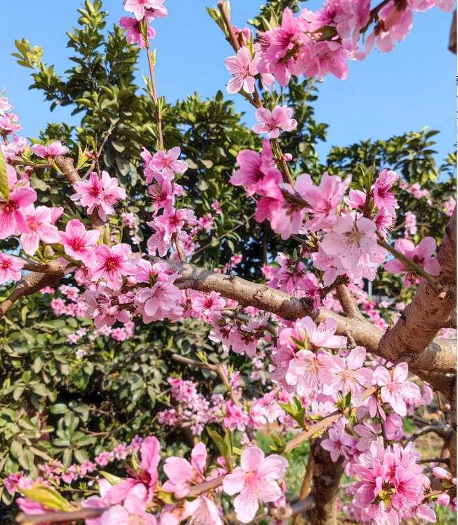 Peach Seeds