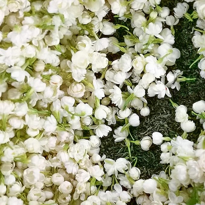 Zadvinskislaw Winter-Friendly Hanging Jasmine – Dreamy Indoor Fragrant Flower