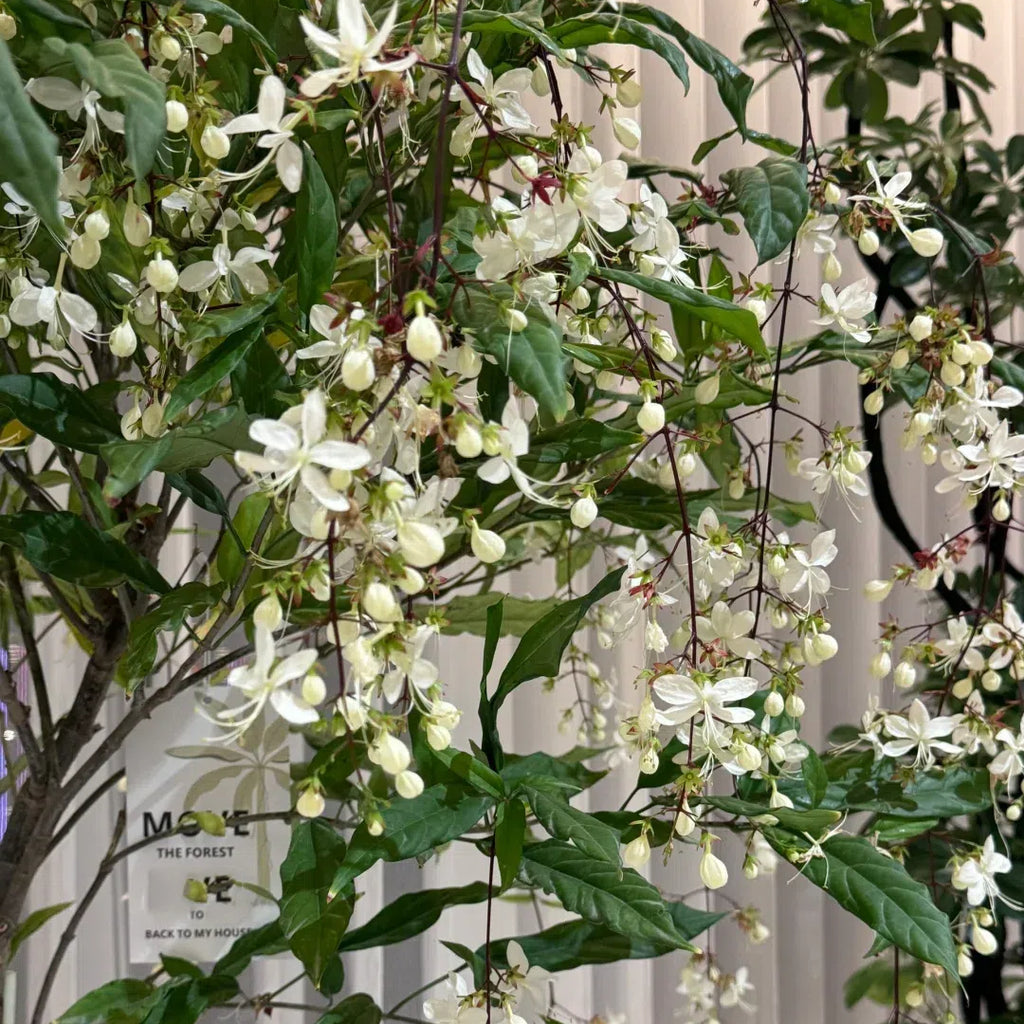 🌸 Last Day 60% OFF – Winter Friendly Hanging Jasmine