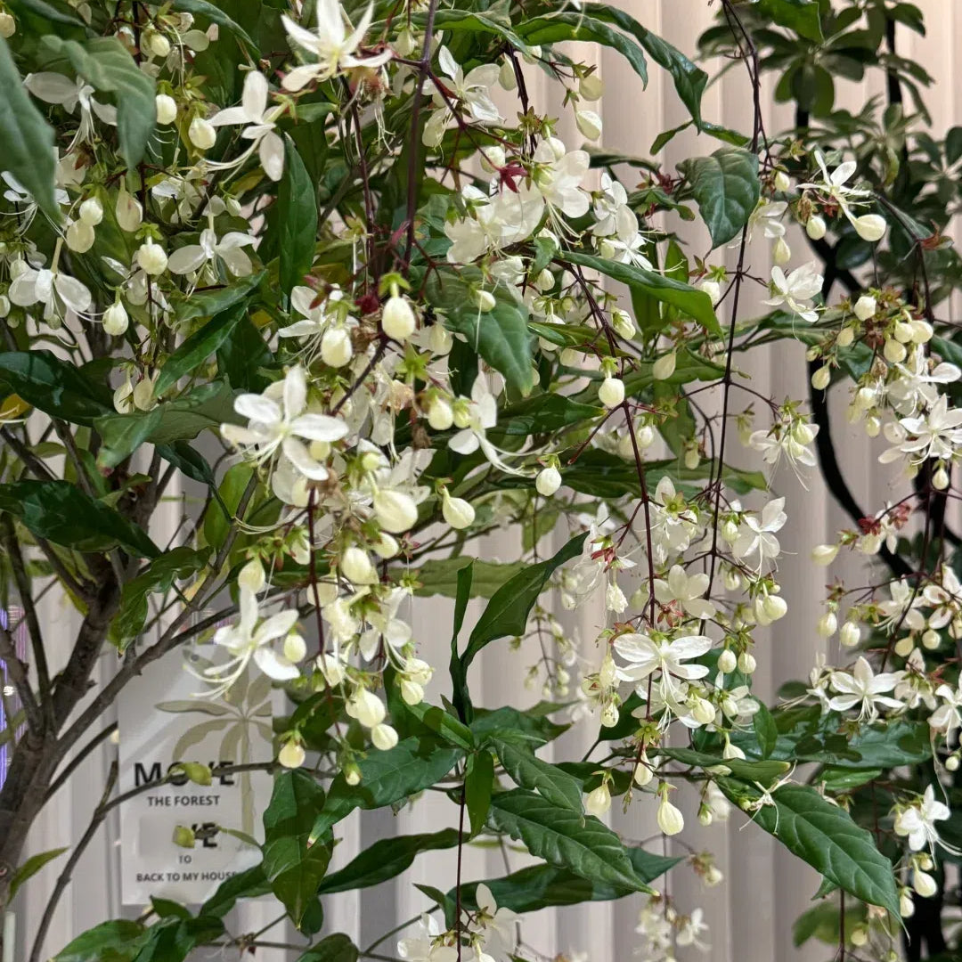 🌸 Last Day 60% OFF – Winter Friendly Hanging Jasmine