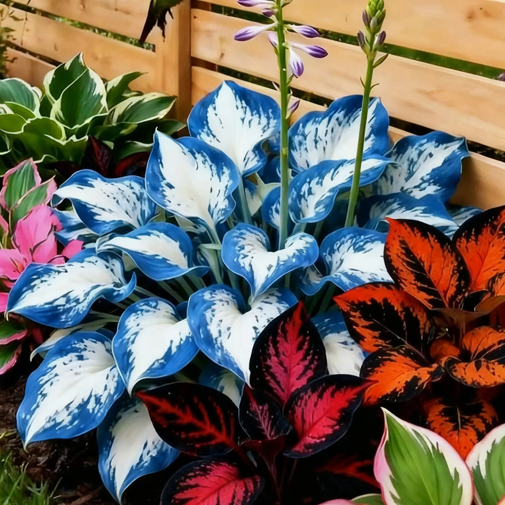 Muticolor Hosta Seeds-Perennial Shade Plant for Garden and Yard Plant🌈God’s Artistic Canvas