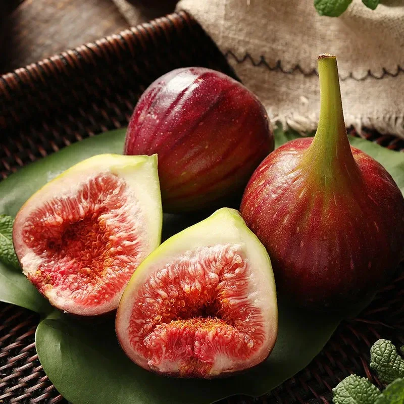 Fig Tree Seeds (Ficus carica), Sweet Fruit Shrub