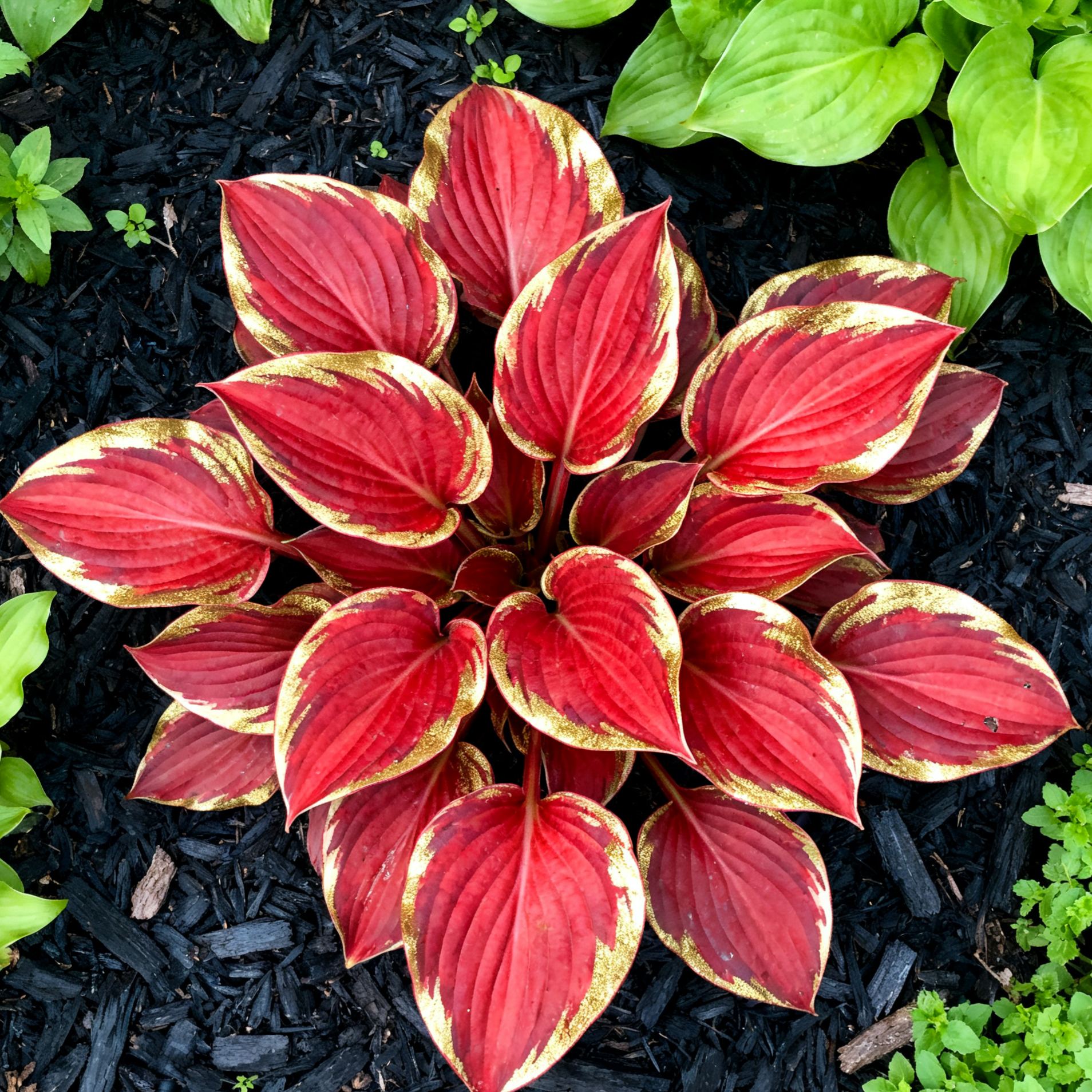 Muticolor Hosta Seeds-Perennial Shade Plant for Garden and Yard Plant🌈God’s Artistic Canvas
