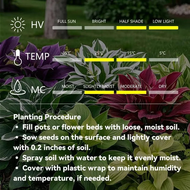 Muticolor Hosta Seeds-Perennial Shade Plant for Garden and Yard Plant🌈God’s Artistic Canvas