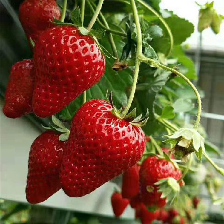 🍓White Milk Strawberry Seeds(🪴Buy 3 Get 1 Free)