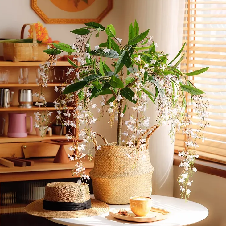 🌼Weeping Jasmine Seeds - White Jade Butterfly