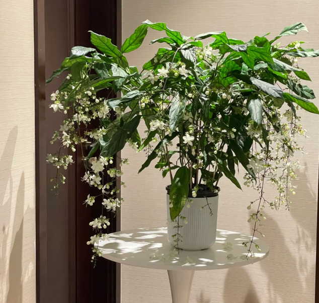 🌸 Last Day 60% OFF – Winter Friendly Hanging Jasmine