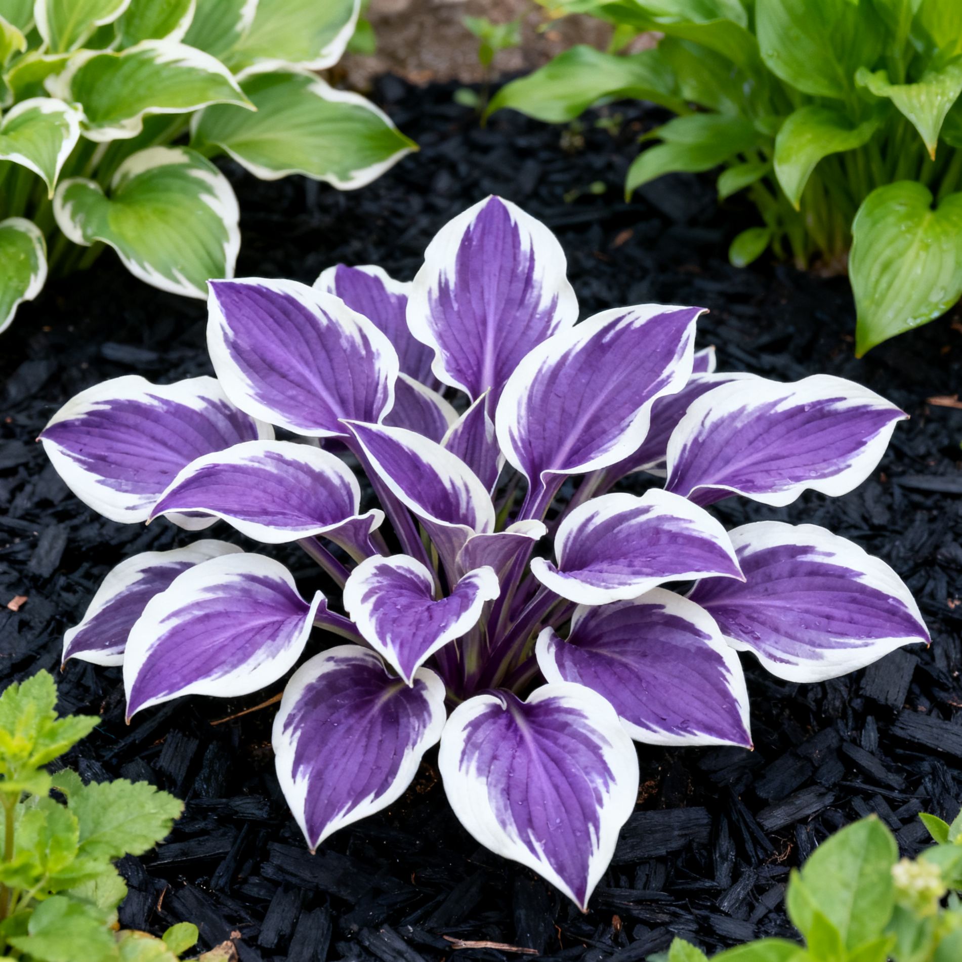 Muticolor Hosta Seeds-Perennial Shade Plant for Garden and Yard Plant🌈God’s Artistic Canvas