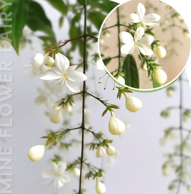 Zadvinskislaw Winter-Friendly Hanging Jasmine – Dreamy Indoor Fragrant Flower