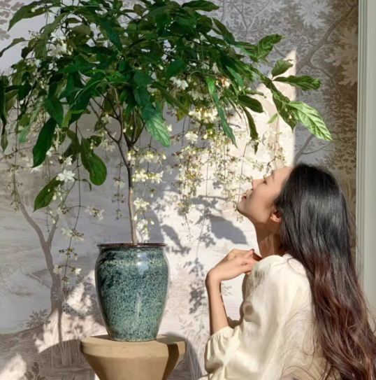 Zadvinskislaw Winter-Friendly Hanging Jasmine – Dreamy Indoor Fragrant Flower