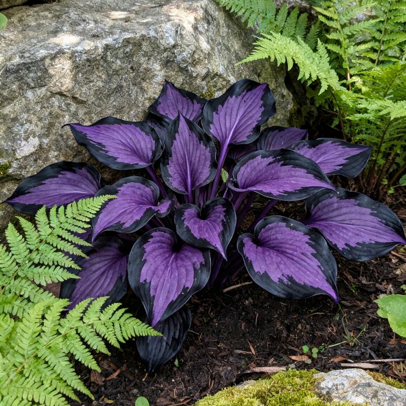 💥2025 Hot Sale ❤️Red Heart Hosta Seeds Perennial Shade Plant for Garden