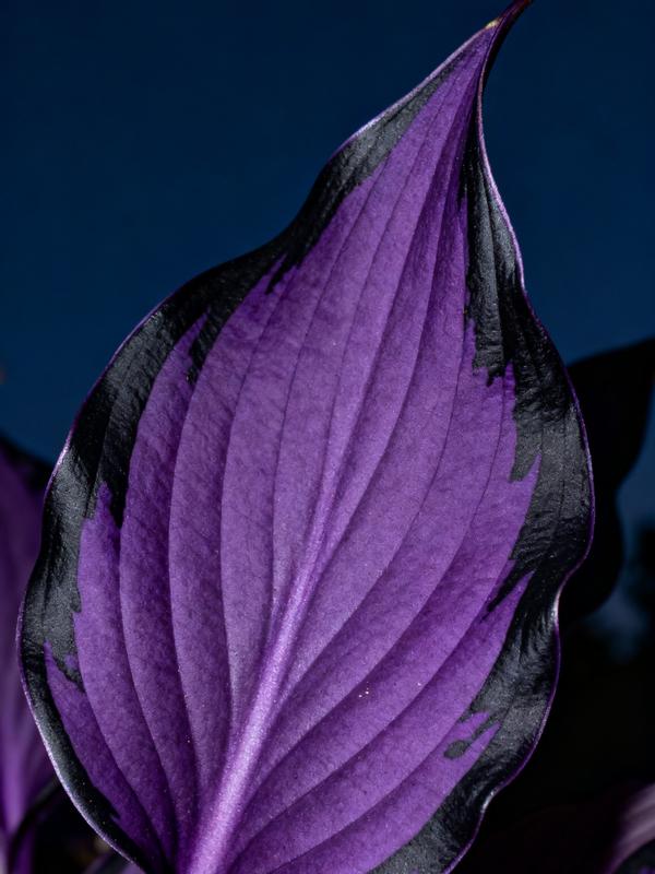 💥2025 Hot Sale ❤️Red Heart Hosta Seeds Perennial Shade Plant for Garden