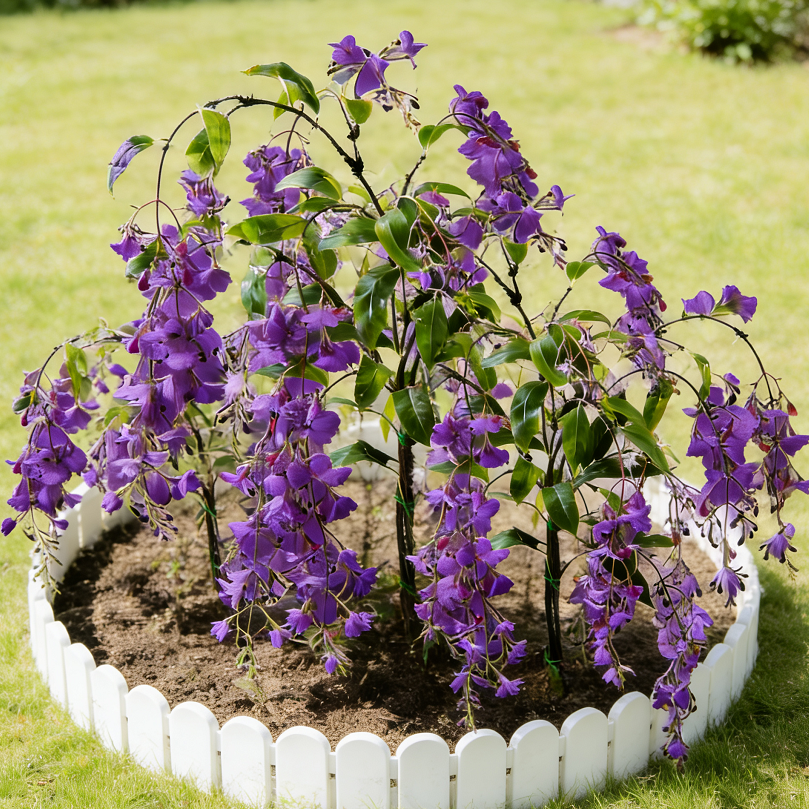 🌼Weeping Jasmine Seeds - White Jade Butterfly