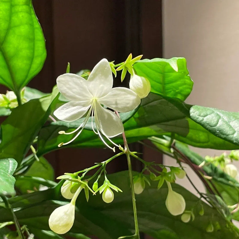 🌸 Last Day 60% OFF – Winter Friendly Hanging Jasmine