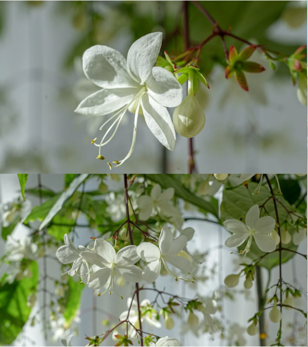 🌸 Last Day 60% OFF – Winter Friendly Hanging Jasmine