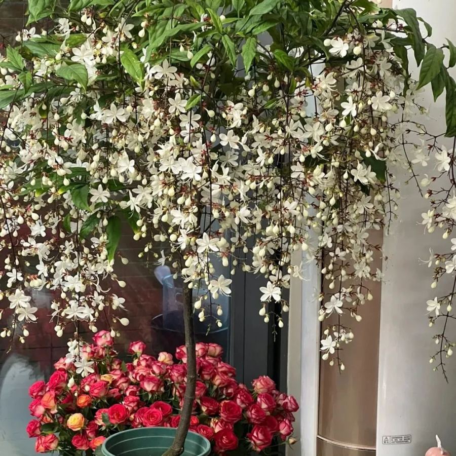 🌸 Last Day 60% OFF – Winter Friendly Hanging Jasmine