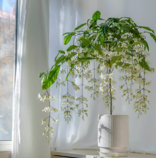 Zadvinskislaw Winter-Friendly Hanging Jasmine – Dreamy Indoor Fragrant Flower