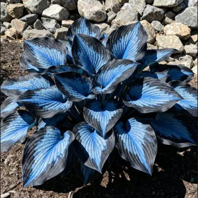 💥2025 Hot Sale ❤️Red Heart Hosta Seeds Perennial Shade Plant for Garden
