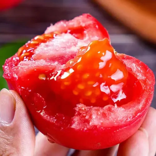 🍅🍅Potted Dwarf Tomato Seeds