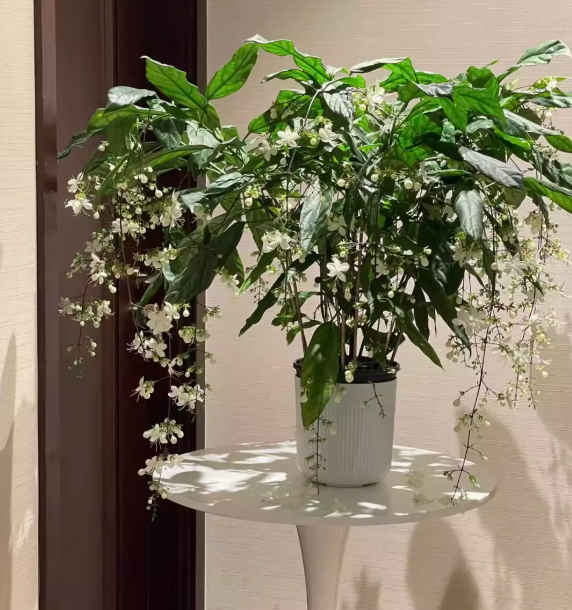 Zadvinskislaw Winter-Friendly Hanging Jasmine – Dreamy Indoor Fragrant Flower