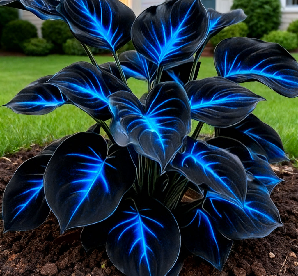 🔥Glow-in-the-Dark Garden Magic: Rare Dark Blue Flame Hostas Seeds