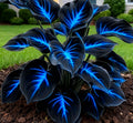 🔥Glow-in-the-Dark Garden Magic: Rare Dark Blue Flame Hostas Seeds