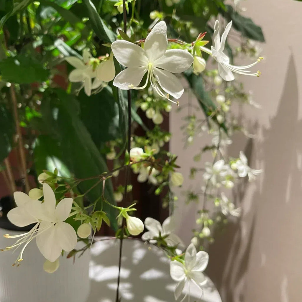 🌸 Last Day 60% OFF – Winter Friendly Hanging Jasmine