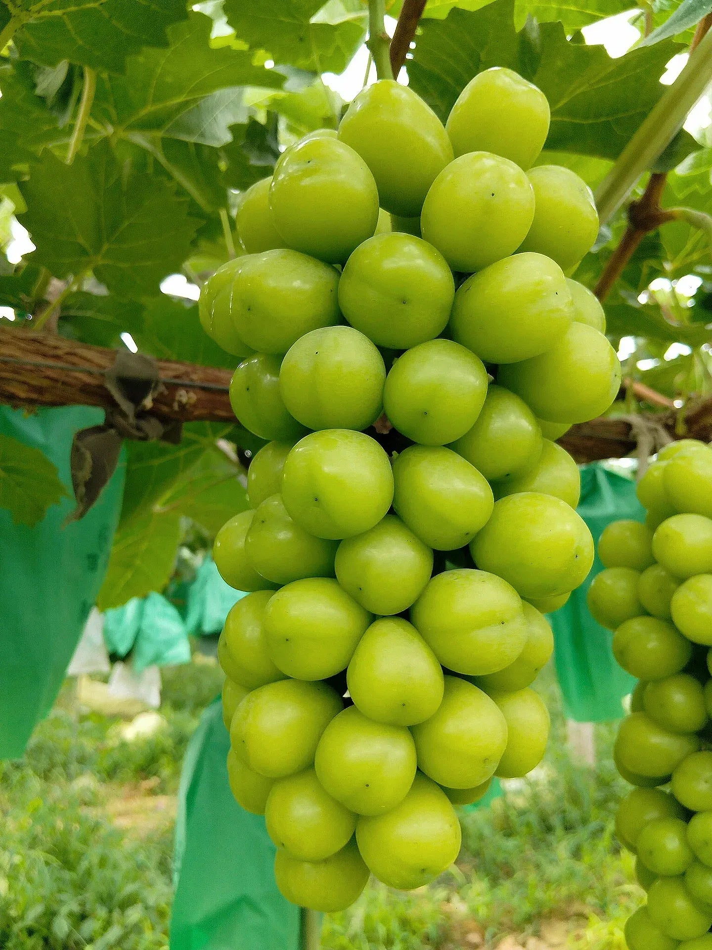 Shine Muscat Tree Seeds-Sunshine Rose Grape(🪴Can be potted)