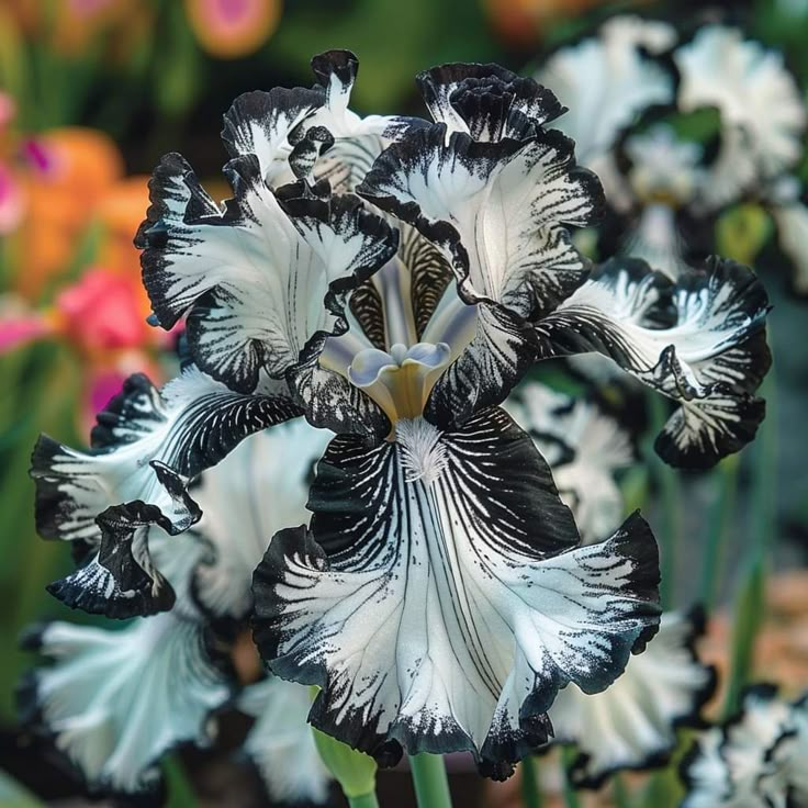 Lilac Dream-Rare Iris Bulbs⚜️