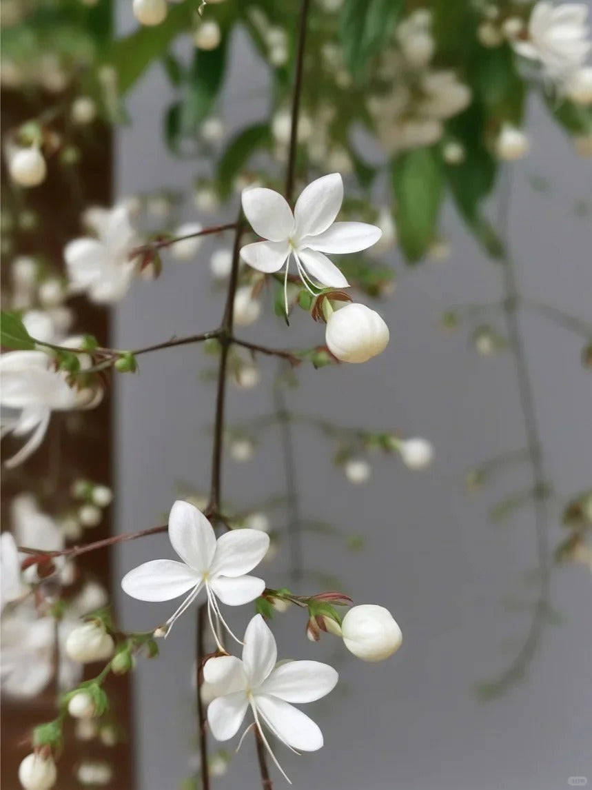 🌸 Last Day 60% OFF – Winter Friendly Hanging Jasmine
