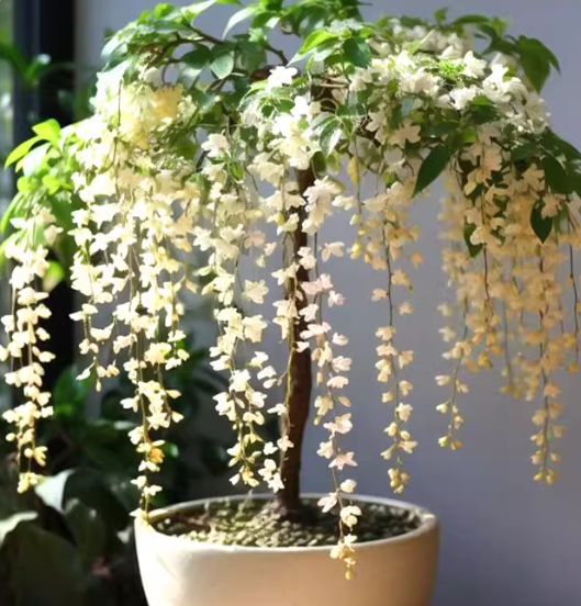 Zadvinskislaw Winter-Friendly Hanging Jasmine – Dreamy Indoor Fragrant Flower