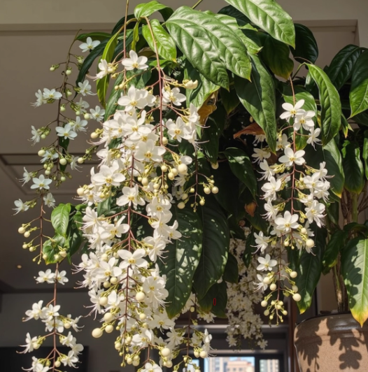 Zadvinskislaw Winter-Friendly Hanging Jasmine – Dreamy Indoor Fragrant Flower