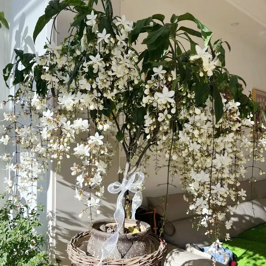 🌸 Last Day 60% OFF – Winter Friendly Hanging Jasmine