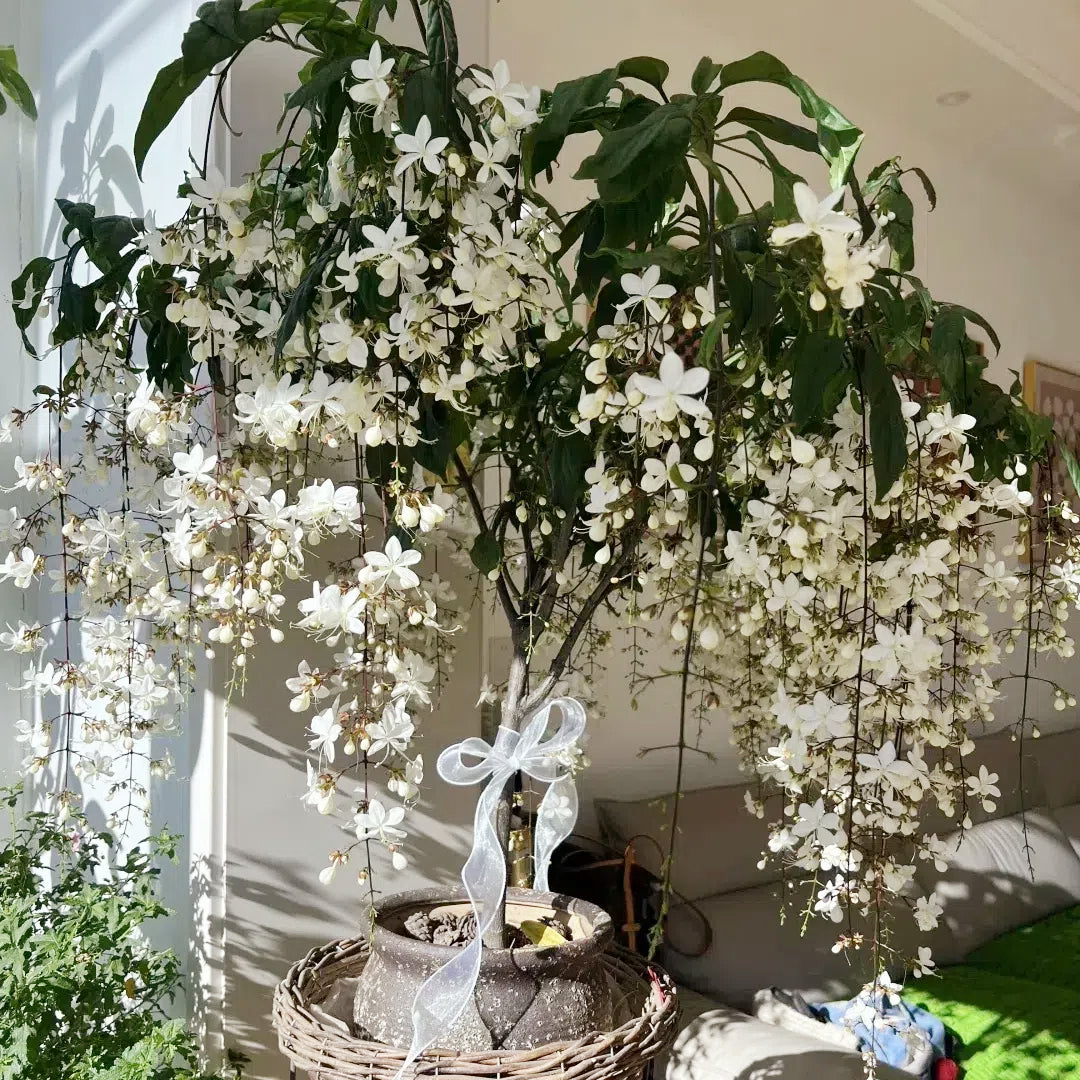 🌸 Last Day 60% OFF – Winter Friendly Hanging Jasmine