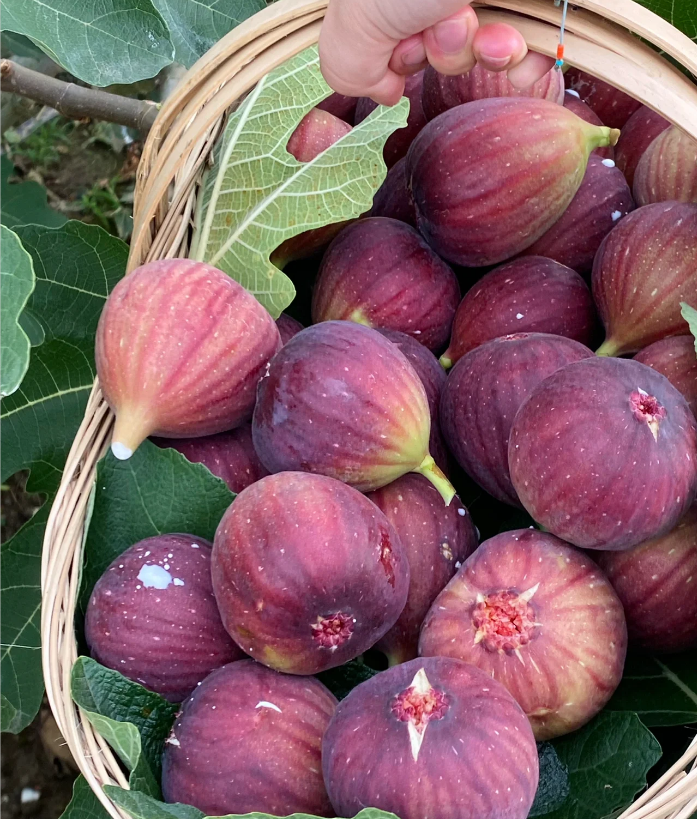 Fig Tree Seeds (Ficus carica), Sweet Fruit Shrub