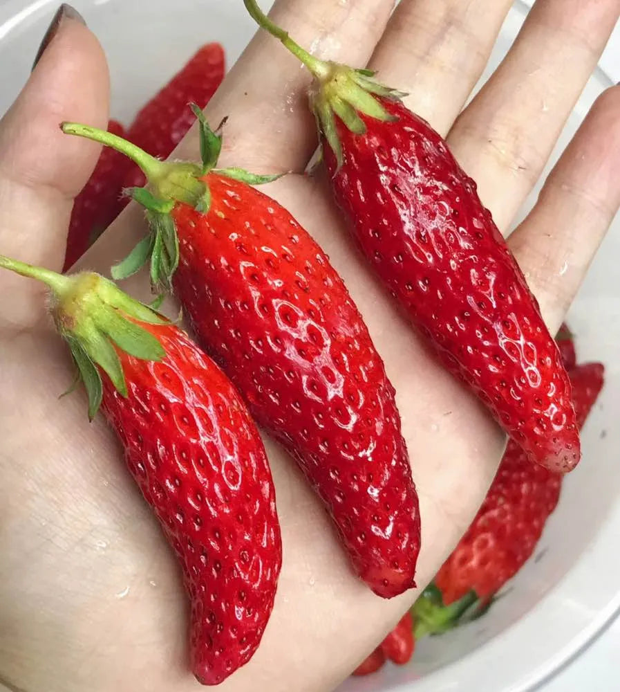 🍓White Milk Strawberry Seeds(🪴Buy 3 Get 1 Free)