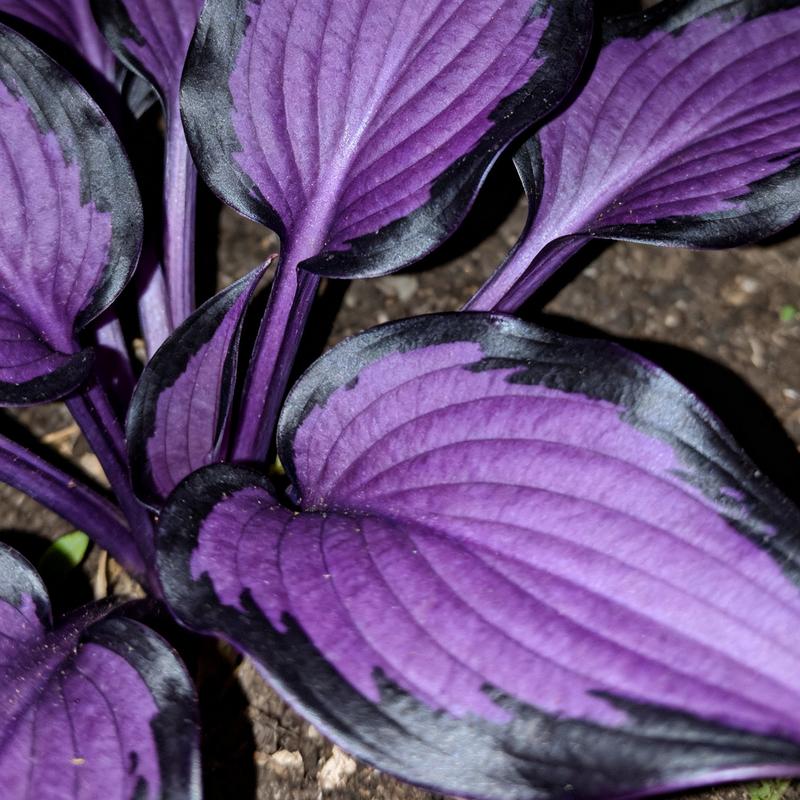 💥2025 Hot Sale ❤️Red Heart Hosta Seeds Perennial Shade Plant for Garden