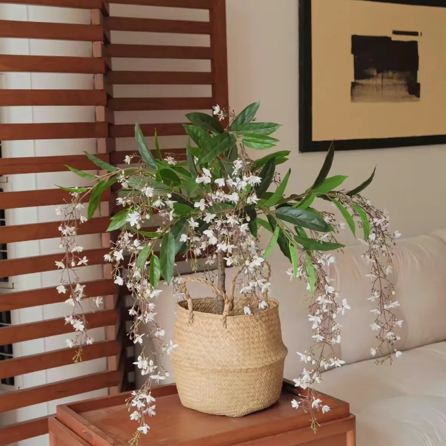 🌼Weeping Jasmine Seeds - White Jade Butterfly