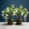 Zadvinskislaw Winter-Friendly Hanging Jasmine – Dreamy Indoor Fragrant Flower
