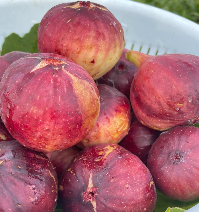 Fig Tree Seeds (Ficus carica), Sweet Fruit Shrub