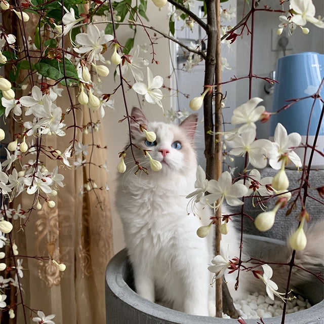 🌸 Last Day 60% OFF – Winter Friendly Hanging Jasmine