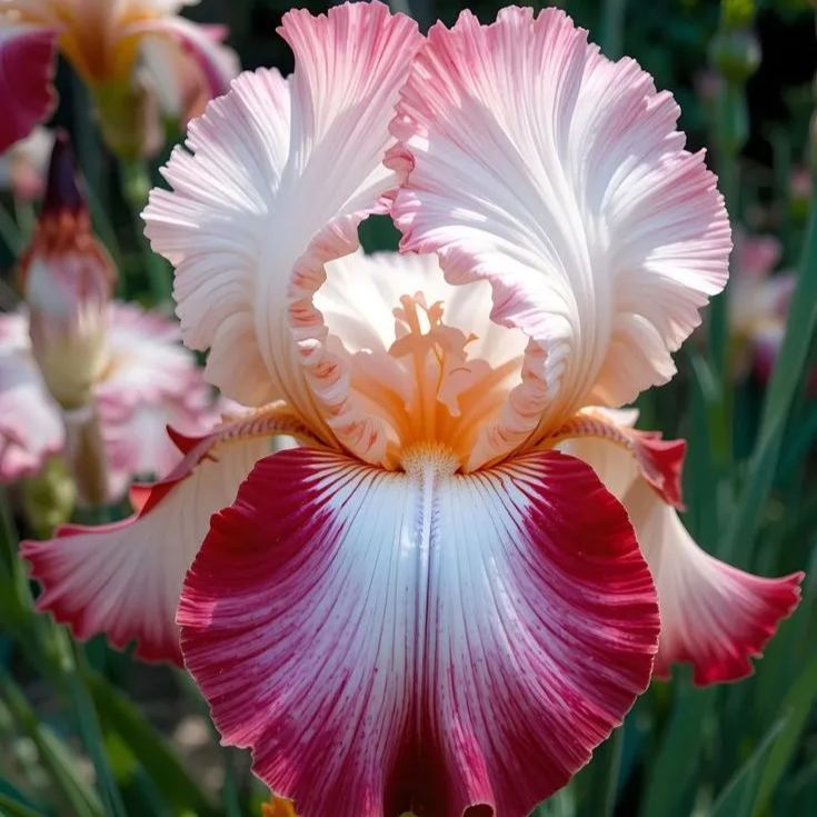Lilac Dream-Rare Iris Bulbs⚜️