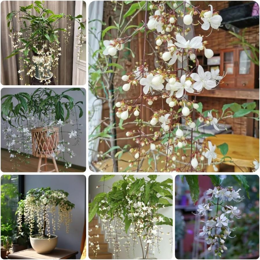 🌸 Last Day 60% OFF – Winter Friendly Hanging Jasmine