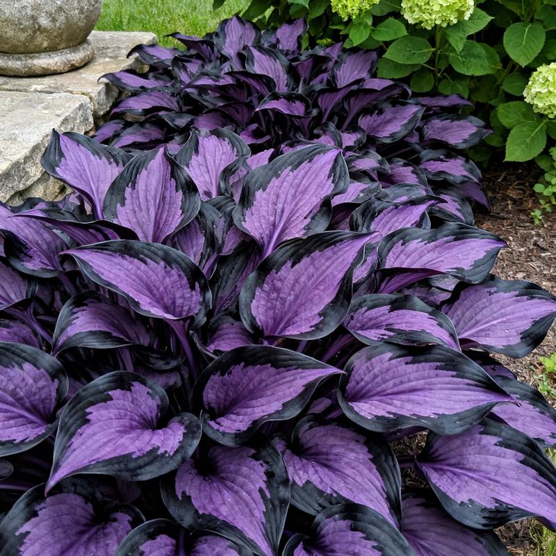 💥2025 Hot Sale ❤️Red Heart Hosta Seeds Perennial Shade Plant for Garden