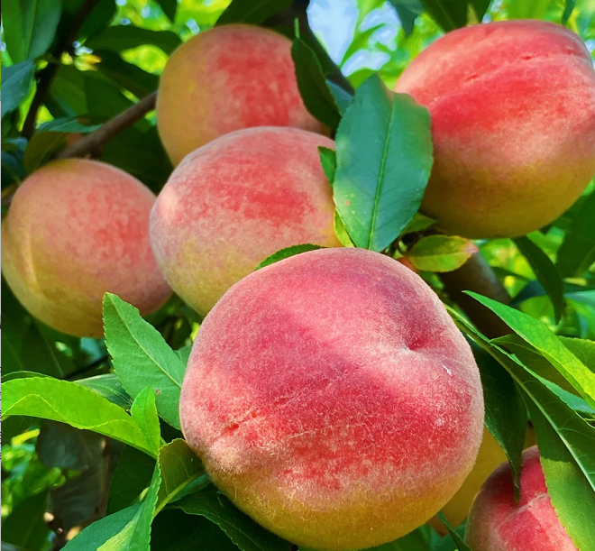 Peach Seeds