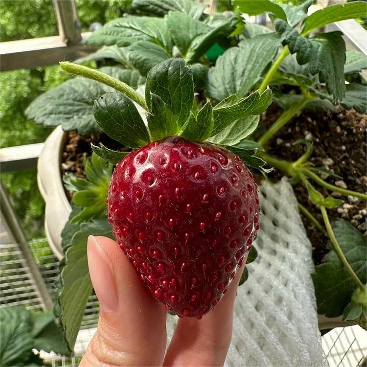 🍓White Milk Strawberry Seeds(🪴Buy 3 Get 1 Free)