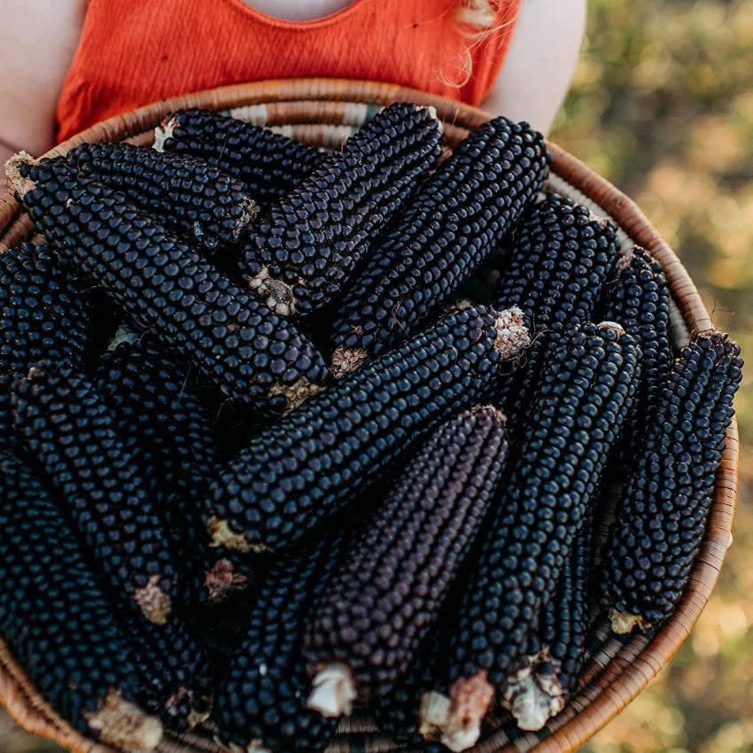 Fruit Corn Seeds for the Home Garden