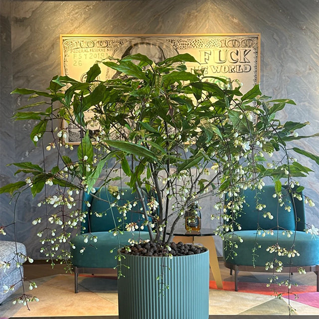 🌸 Last Day 60% OFF – Winter Friendly Hanging Jasmine