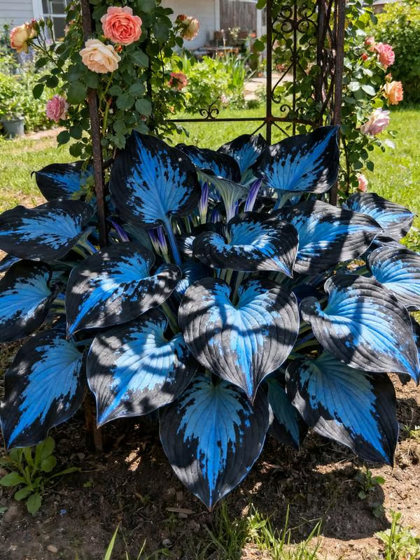 💥2025 Hot Sale ❤️Red Heart Hosta Seeds Perennial Shade Plant for Garden