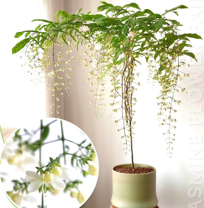 Zadvinskislaw Winter-Friendly Hanging Jasmine – Dreamy Indoor Fragrant Flower